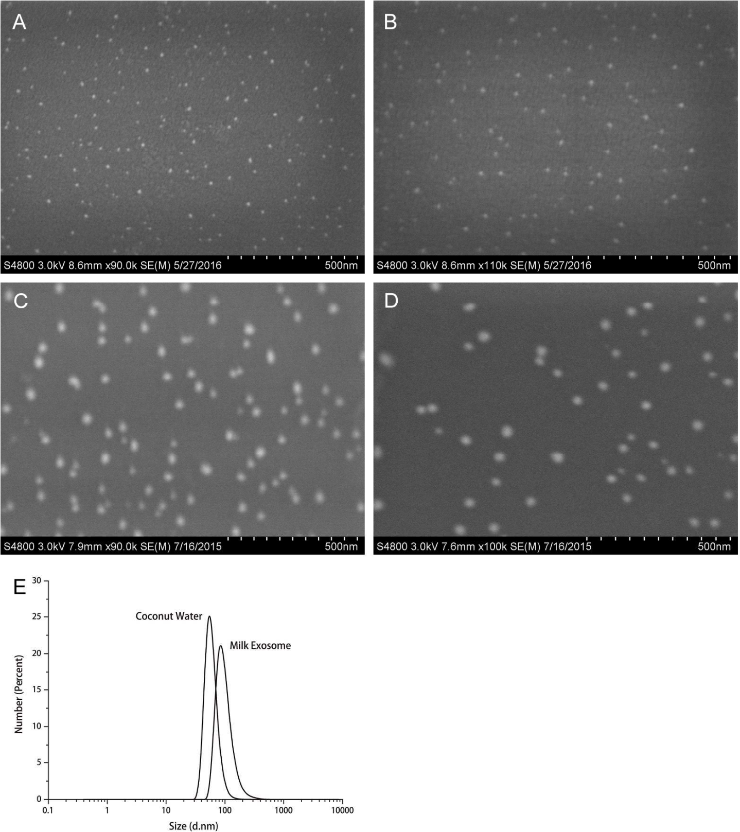 SEM and DLS analysis showing smaller nanoparticles in coconut water than in milk.